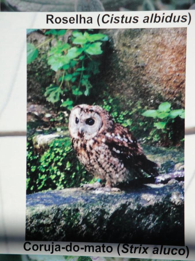 Turismo Rural Macieira Brava グアルダ エクステリア 写真